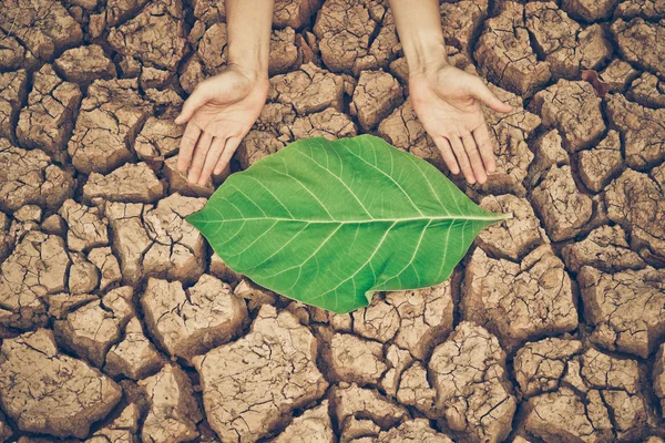 Hands holding a big green leaf — Stock Photo, Image