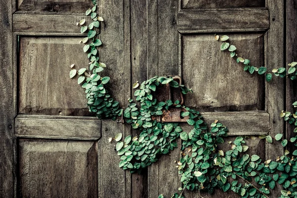 Klimplant planten op een houten deur — Stockfoto