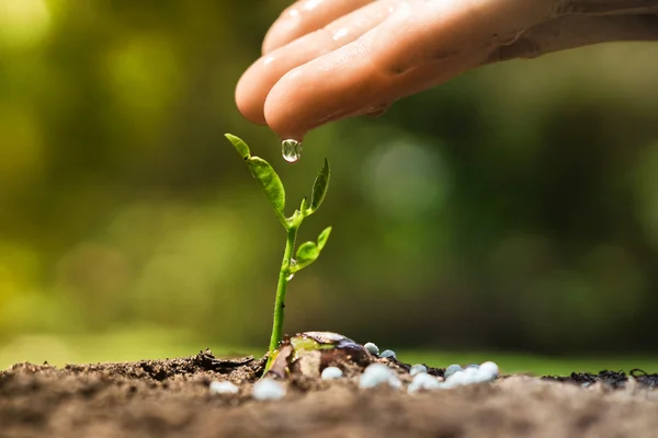 Eine junge Pflanze von Hand pflegen und gießen — Stockfoto