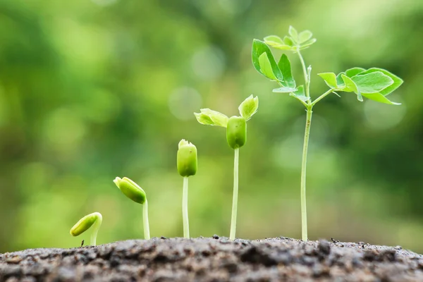 Bomen groeien op vruchtbare bodem — Stockfoto