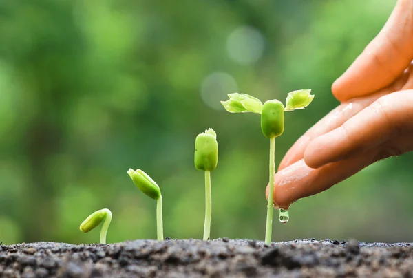 Hands nurturing and watering young plants — Stock Photo, Image