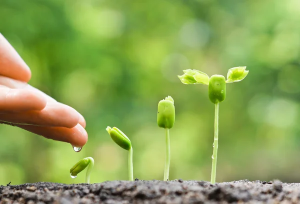 Händer vårda och vattna unga plantor — Stockfoto