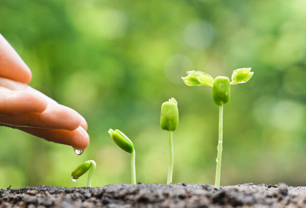 hands nurturing and watering young plants