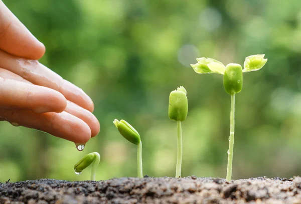 Hands nurturing and watering young plants — Stock Photo, Image