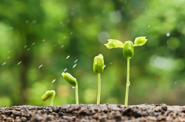 Árboles que crecen en suelo fértil — Foto de Stock