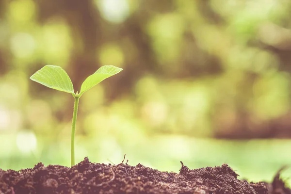 stock image plant seedling growing