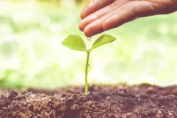 Hand vårda och vattning en ung planta — Stockfoto