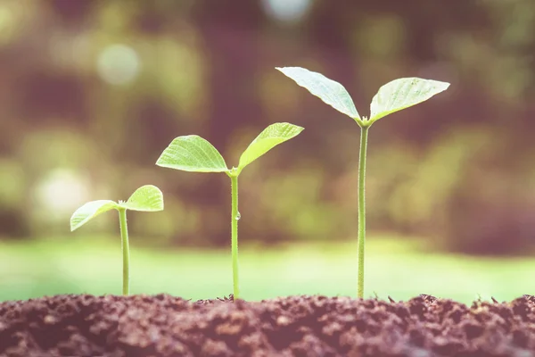 Bomen groeien op vruchtbare bodem — Stockfoto