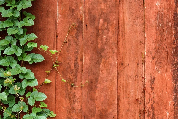 Planta crescendo na parede de madeira — Fotografia de Stock