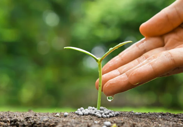 Hand nurturing and watering a young plant — Stock Photo, Image