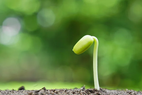 Răsaduri de plante în creștere pe sol fertil — Fotografie, imagine de stoc