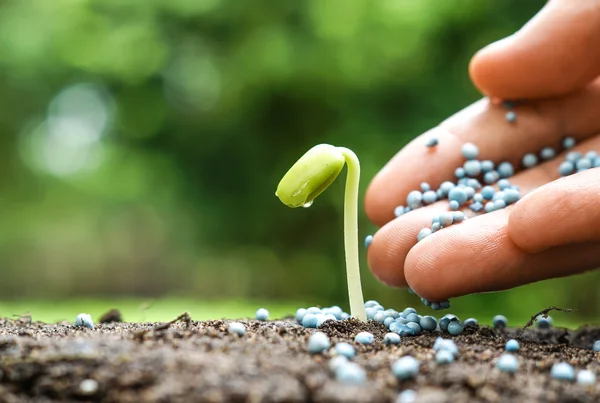 Hand van een boer meststof geven jonge groene plant — Stockfoto