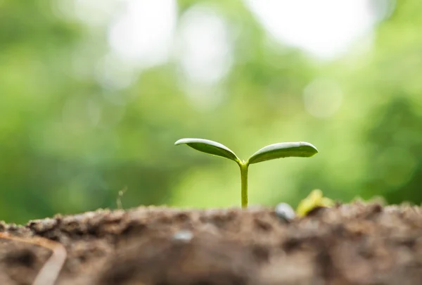 Plant seedling growing on fertile soil — Stock Photo, Image