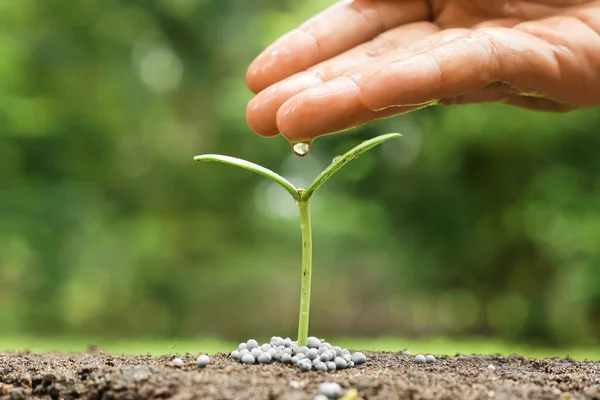 Mão nutrir e regar uma planta jovem — Fotografia de Stock