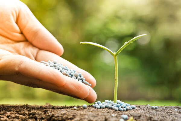 hand of a farmer giving fertilizer to young green plant