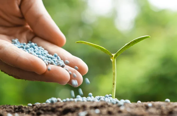 Mano de un agricultor que da fertilizante a la planta verde joven —  Fotos de Stock