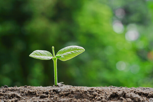 plant seedling growing on fertile soil