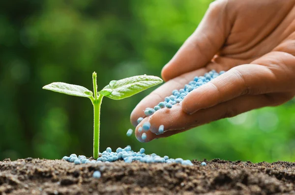 Mão de um agricultor que dá fertilizante à planta verde jovem — Fotografia de Stock