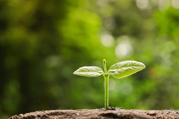 Plant zaailing groeien op vruchtbare bodem — Stockfoto