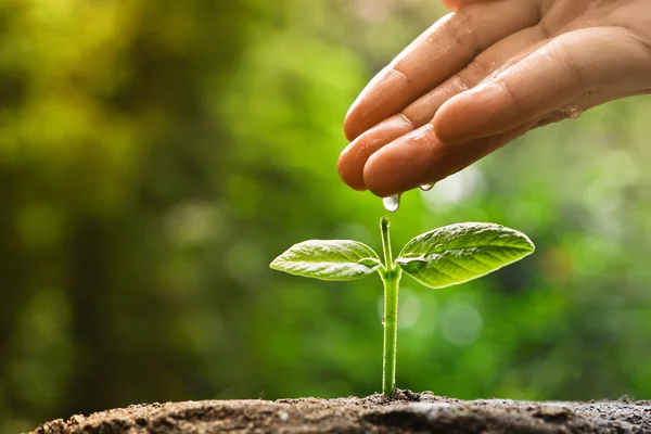 Mão nutrir e regar uma planta jovem — Fotografia de Stock