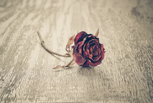 Rose rouge séchée — Photo