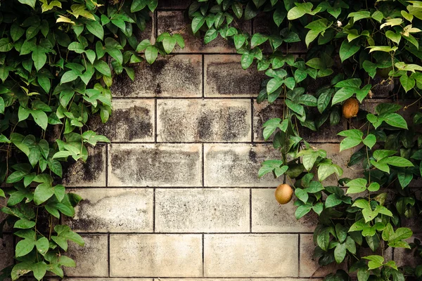 Τοίχο από τούβλα με πράσινο αναρριχητικό φυτό φυτά — Φωτογραφία Αρχείου