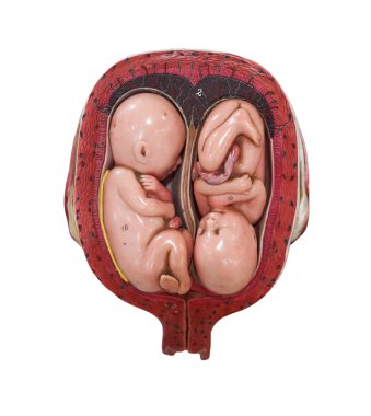 fetus geliştirme modeli