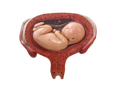 fetus geliştirme modeli