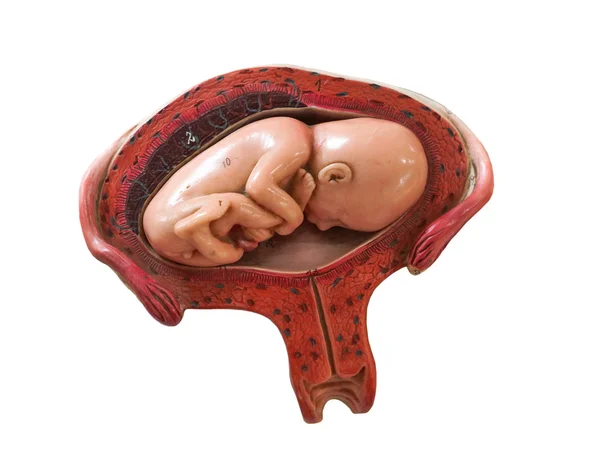 Modelo de desenvolvimento fetal — Fotografia de Stock