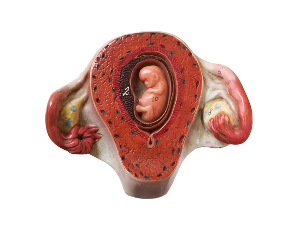 Fetus geliştirme modeli — Stok fotoğraf