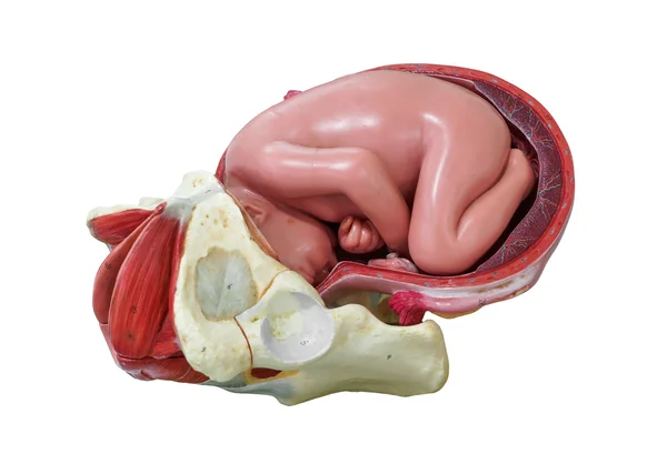 Modello di sviluppo del feto — Foto Stock