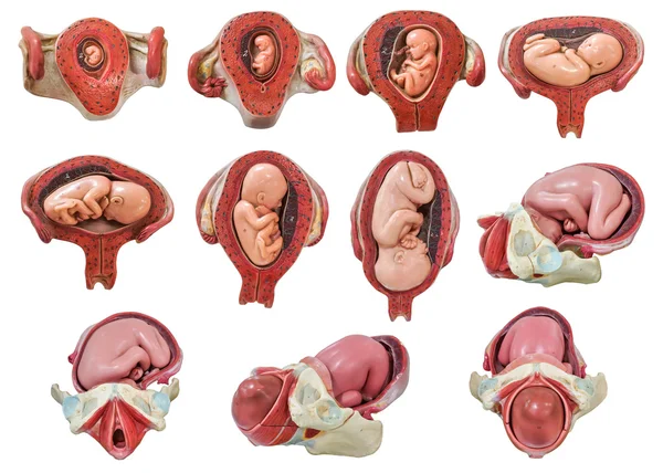 Modelo de desenvolvimento fetal — Fotografia de Stock