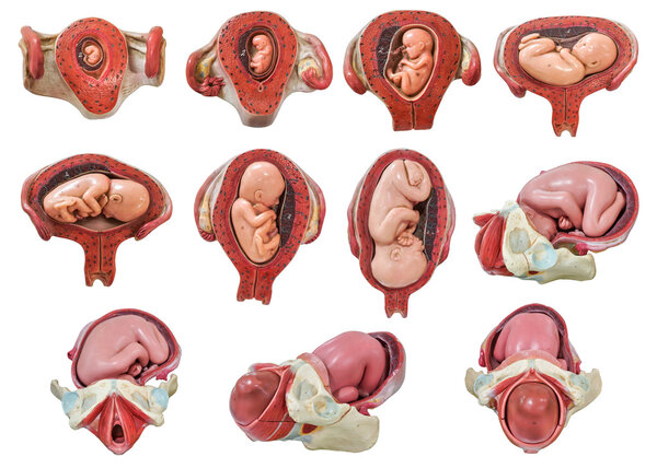 fetus development model