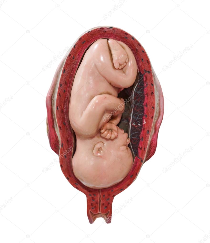 fetus development model