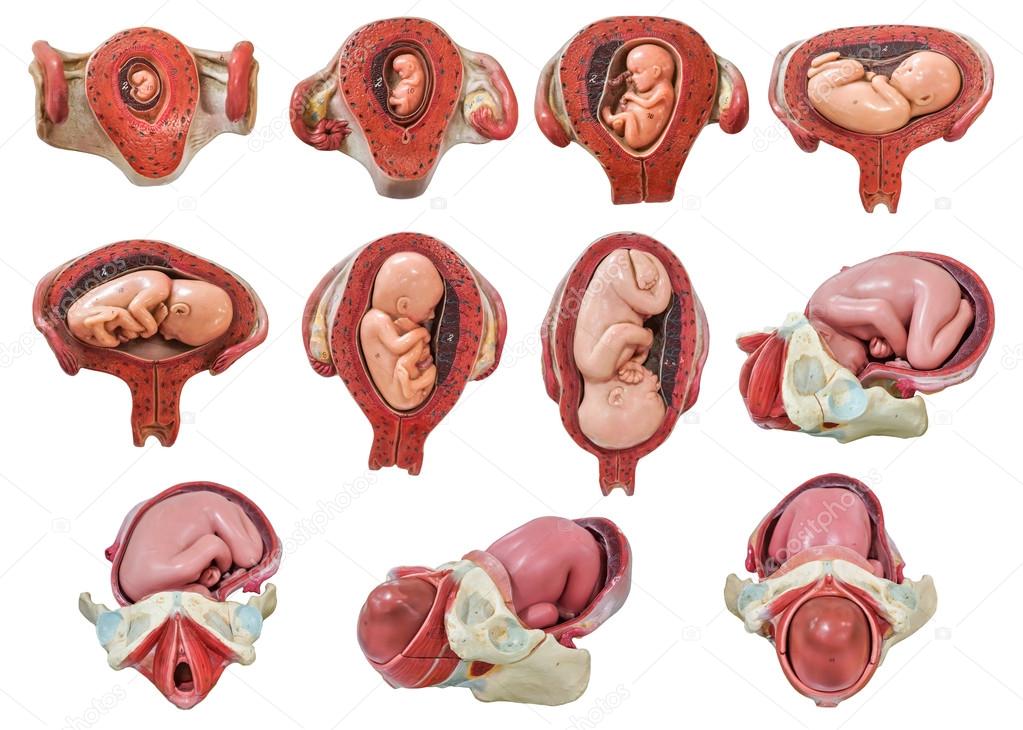 fetus development model