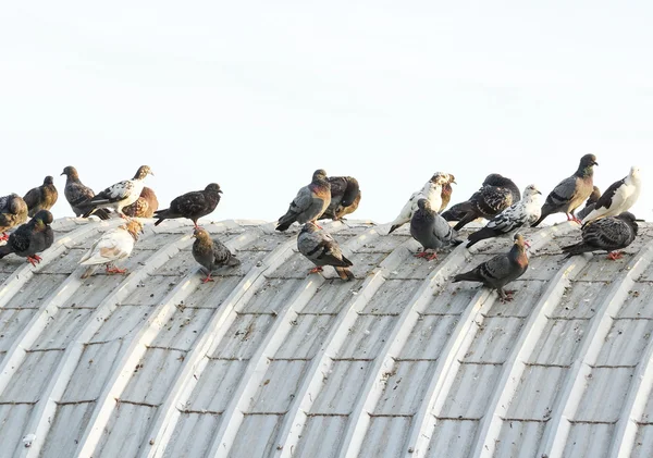 Pombos no telhado causando problemas — Fotografia de Stock