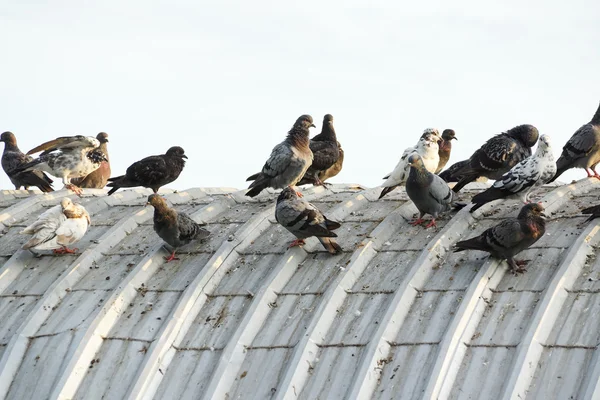 Pigeons on the roof causing problems — Stock Photo, Image