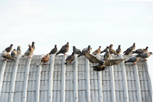 Pombos no telhado causando problemas — Fotografia de Stock