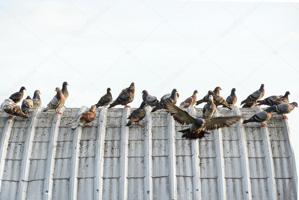 pigeons on the roof causing problems