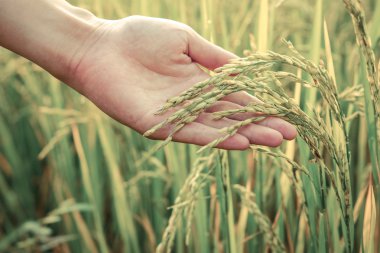 pirinç berry tohumu tutan çiftçi