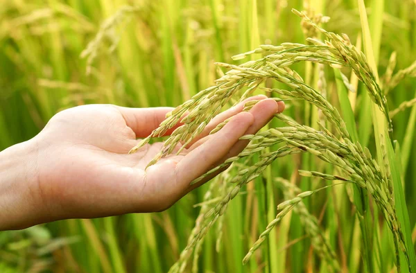 Agricultor detentor de sementes de arroz — Fotografia de Stock