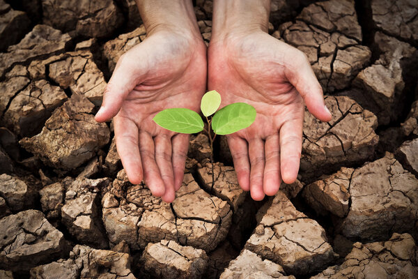 Выращивание молодого зеленого растения вручную
