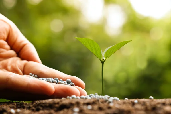 Young baby plant — Stock Photo, Image