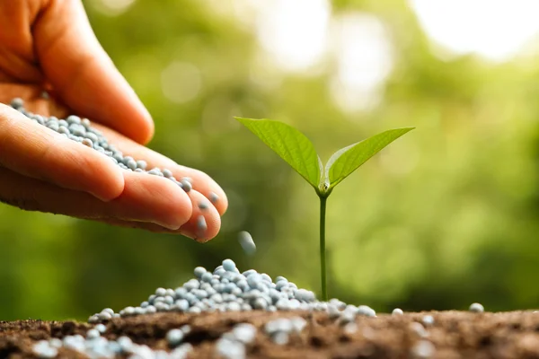 Planta de bebé joven — Foto de Stock