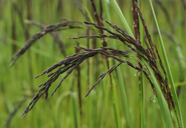 Agricultor detentor de sementes de arroz — Fotografia de Stock