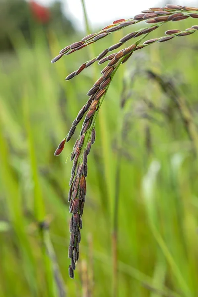 Agricultor detentor de sementes de arroz — Fotografia de Stock