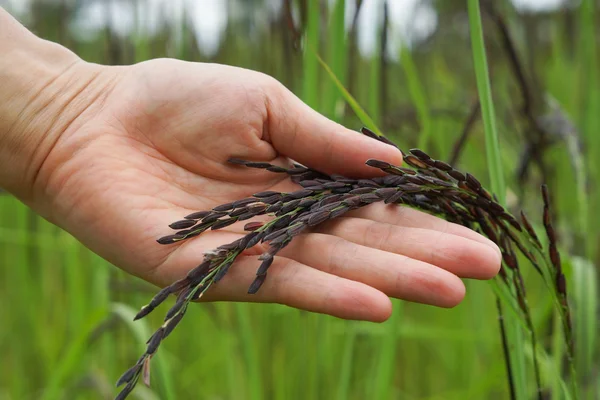 Agricultor detentor de sementes de arroz — Fotografia de Stock