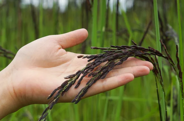 Agricultor detentor de sementes de arroz — Fotografia de Stock