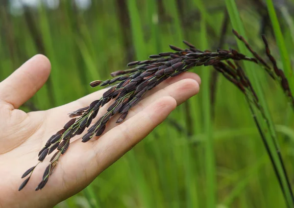 Agricultor detentor de sementes de arroz — Fotografia de Stock