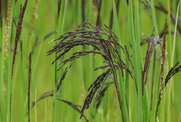 Sementes de arroz — Fotografia de Stock